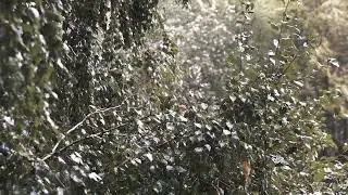 Серый дождь