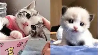 baby cat-funny cat-video compilation 