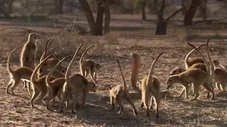 The gang that even COBRAs fear! Meerkats are brave Scorpion hunters!