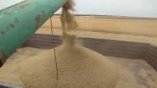 golire buncăr orz claas europa