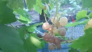 Розовый зайчик - новая форма Калугина В.М.