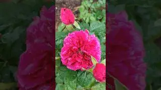 🌹Вильям Шекспир чудит .#лето #розывсаду #английская