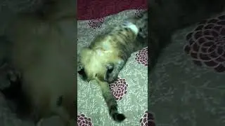 Тяжелая жизнь домашних котиков… 