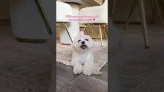 Do you like my dress? 👉🏻👈🏻🥺 #maltese #cutedog #maltesedog #shorts