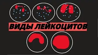 ЛЕЙКОЦИТЫ классификация виды типы функции