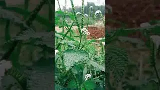 ১৮+ রোগের ঔষধ সেবন হাতিশুর গাছের উপকারিতা ধ্বজভঙ্গ জটিল যৌন রোগ গাছ গাছালি ওষুধ বিভিন্ন গুণাবলী