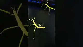 мои друзья растут, уже 2 месяца