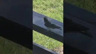 #swallow