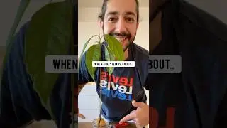 Avocados UPCYCLED | creative explained