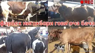 Молбозори ХИСТЕВАРЗ 14 июля 2023 г.