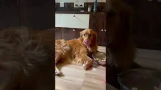 Always reluctant when it comes to eating #retriever #dog #goldenretiever  #cutegolden #shortsviral