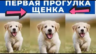 Первая прогулка щенка. Пример  на щенке лабрадора