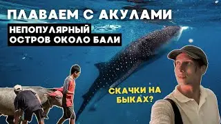Индонезия за пределами Бали. Акулы, буйволы и золото. Остров Сумбава, цены