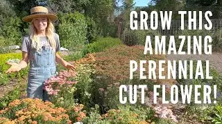 Growing yarrow as a cut flower!