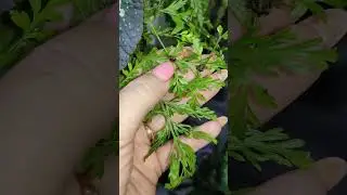 Прогулка по цветочной комнате.