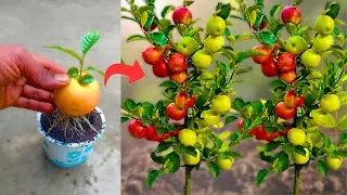 How to plant apple fruit from apple tree at home | How to grow apple fruit from apple tree |