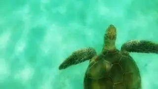 Swimming with Sea Turtles in Akumal, Quintana Roo, Mexico