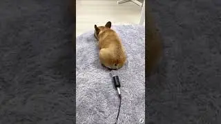 Dog farts on microphone and gets scared