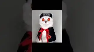 Uchiha cat😺 #uchiha #cat