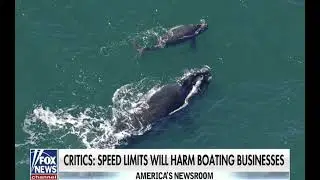 Rep. Buddy Carter joins America’s Newsroom to discuss NOAA’s Right Whale Ruling