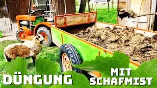 Blattaustrieb und erste Düngergabe im Weinberg | Schafmist für die Reben