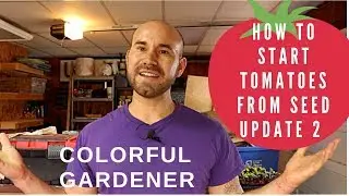 How To Grow Tomatoes From Seed Update 2🌱😃 / Colorful Gardener