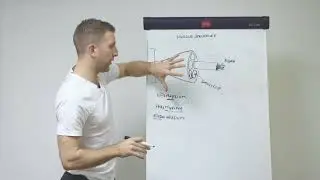 Muscle Structure
