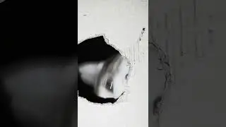 любопытные коты