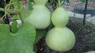 Volunteer Bottlegourds