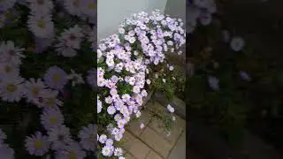 ловец пчёл 🐶🐝