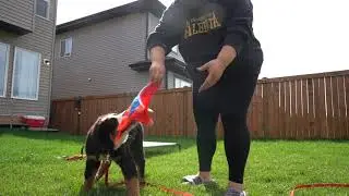 Teaching Fetch To Bernese Mountain Dog Puppy