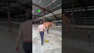 The correct way to treat a horse ❤️