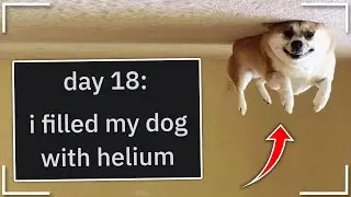 r/woooosh | "that's dangerous for dogs..."