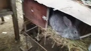 утеплил клетки