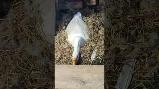 Гусыня высиживает гусят 🥚