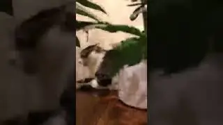 КОТ НОЧНОЙ УЖАС