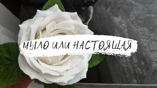 Роза мыльная/Роза из мыла