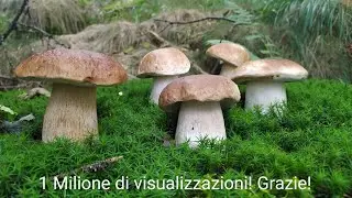 Il Sogno! Tributo ai porcini belli, bianchi e perfetti! #funghiporcini #mushrooms #porcini