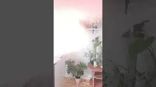 до/после.Новые полочки для растений #plants #комнатныерастения #моирастения