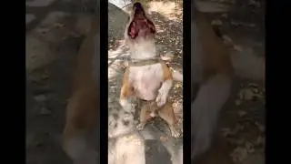 Тренировки Дэна .здесь уже под конец он очень уставший ..