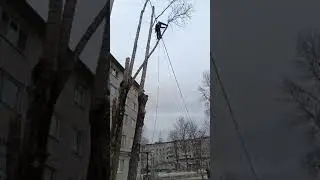 завешиваем ветки, тополь