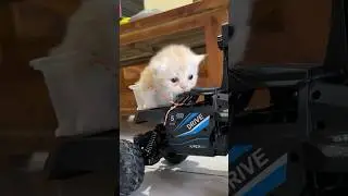 Anak kucing naik mobil remote control 😻 #cat #kucinglucu #catlover #kucing