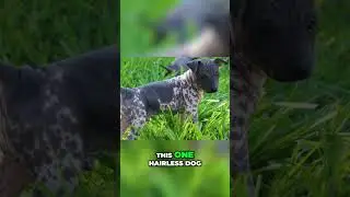 The Accidental Origins of the American Hairless Terrier!