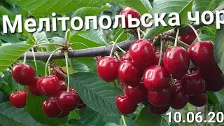 Черешня "Мелітопольска Чорна" та інші...