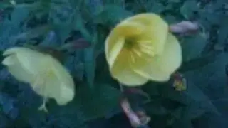 AZAN GULU.wmv