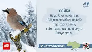 омелюх і сойка