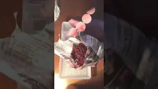Промывка мотыля