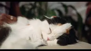 A Cat Trying To Sleep | Creative Commons Video