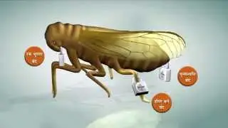 Syngenta - CHESS (Hindi)