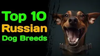 The Best of Bark: Top 10 Russian Dog Breeds You Need to Know.